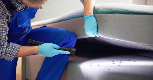 Best Ant Control Services  in Orchard Mesa, CO