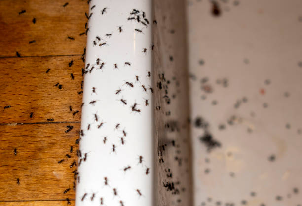 Best Insect Control  in Orchard Mesa, CO